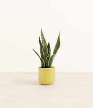 Load image into Gallery viewer, Key Lime Yellow*****Profile