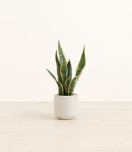 Load image into Gallery viewer, Cotton White*****Profile