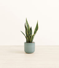 Load image into Gallery viewer, Reactive Aqua*****Profile