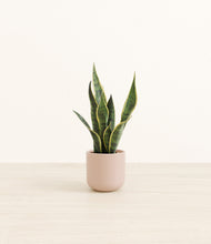 Load image into Gallery viewer, Sandy Pink*****Profile