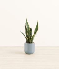 Load image into Gallery viewer, Misty Blue*****Profile