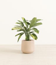 Load image into Gallery viewer, Gentle Pink