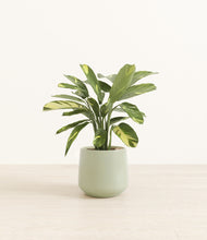 Load image into Gallery viewer, Turquoise