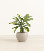 Load image into Gallery viewer, Desert Brown*****Profile