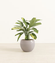 Load image into Gallery viewer, Winter Clouds*****Profile