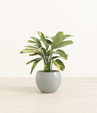 Load image into Gallery viewer, Deep Ocean*****Profile