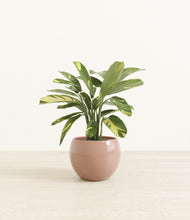 Load image into Gallery viewer, Calm Rose*****Profile