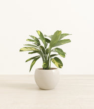 Load image into Gallery viewer, Shiny EggWhite*****Profile