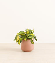 Load image into Gallery viewer, Calm Rose*****Profile