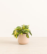 Load image into Gallery viewer, Gentle Pink*****Profile