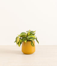 Load image into Gallery viewer, Mustard*****Profile