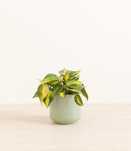 Load image into Gallery viewer, Turquoise*****Profile