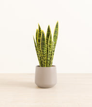 Load image into Gallery viewer, Eternal Gray*****Profile