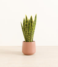 Load image into Gallery viewer, Calm Rose*****Profile