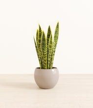 Load image into Gallery viewer, Desert Brown*****Profile