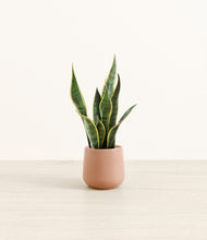 Load image into Gallery viewer, Calm Rose*****Profile