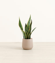 Load image into Gallery viewer, Eternal Gray*****Profile