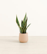 Load image into Gallery viewer, Gentle Pink*****Profile