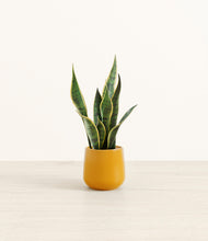 Load image into Gallery viewer, Mustard*****Profile