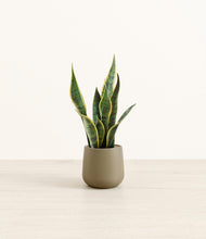 Load image into Gallery viewer, Olive*****Profile