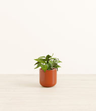 Load image into Gallery viewer, Glossy Red*****Profile