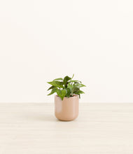 Load image into Gallery viewer, Glossy Pink*****Profile