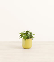 Load image into Gallery viewer, Key Lime Yellow*****Profile