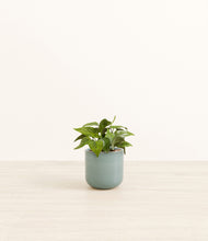 Load image into Gallery viewer, Reactive Aqua*****Profile