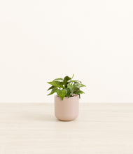 Load image into Gallery viewer, Sandy Pink*****Profile