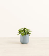 Load image into Gallery viewer, Misty Blue*****Profile