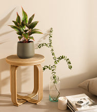 Load image into Gallery viewer, Olive