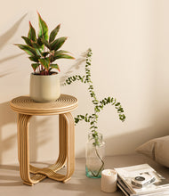 Load image into Gallery viewer, Almond Green