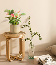 Load image into Gallery viewer, Almond Green