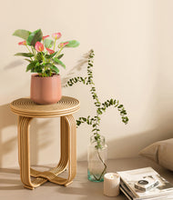 Load image into Gallery viewer, Calm Rose