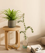 Load image into Gallery viewer, Olive