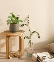 Load image into Gallery viewer, Olive