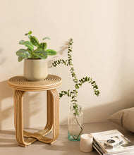 Load image into Gallery viewer, Almond Green