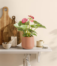 Load image into Gallery viewer, Calm Rose