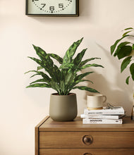 Load image into Gallery viewer, Olive