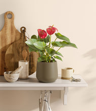 Load image into Gallery viewer, Olive