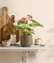 Load image into Gallery viewer, Olive