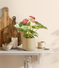 Load image into Gallery viewer, Almond Green