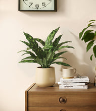 Load image into Gallery viewer, Almond Green