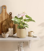 Load image into Gallery viewer, Almond Green