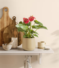 Load image into Gallery viewer, Almond Green