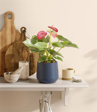 Load image into Gallery viewer, Deep Navy