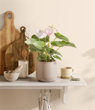 Load image into Gallery viewer, Eternal Gray