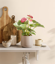 Load image into Gallery viewer, Eternal Gray