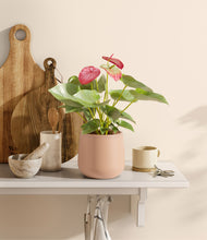 Load image into Gallery viewer, Gentle Pink