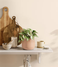 Load image into Gallery viewer, Gentle Pink